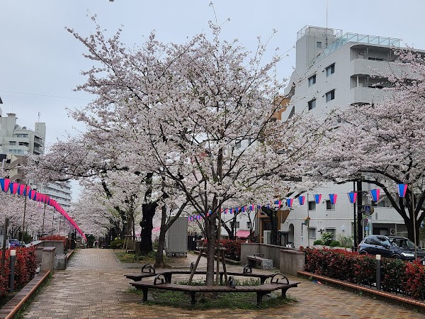 Harimazaka Sakura-namiki