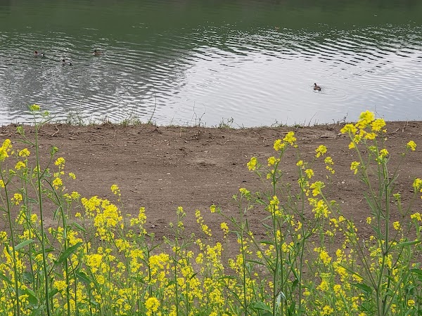 Shingashi River 2