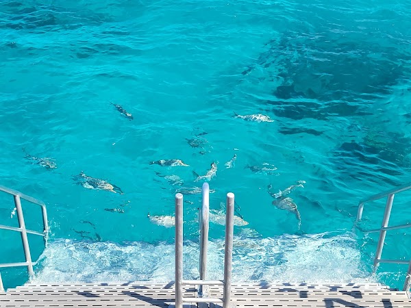 Ocean Free & Ocean Freedom - Cairns Premier Great Barrier Reef & Island Tours 2