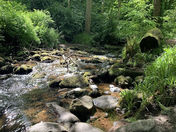 Massy's Woods
