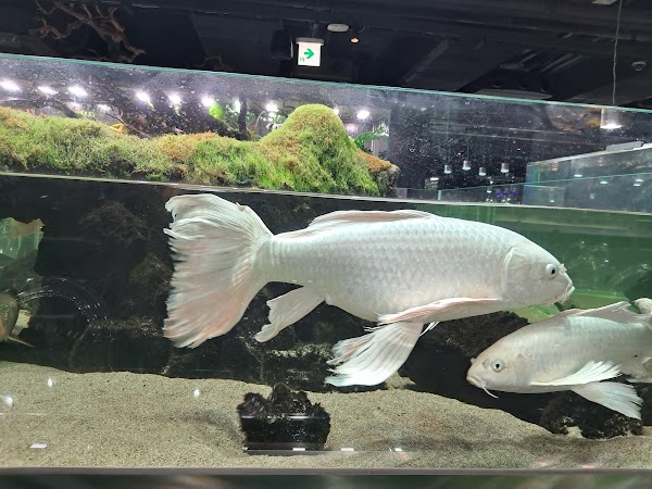 Aqua Garden Cafe - Gapyeong Branch 2