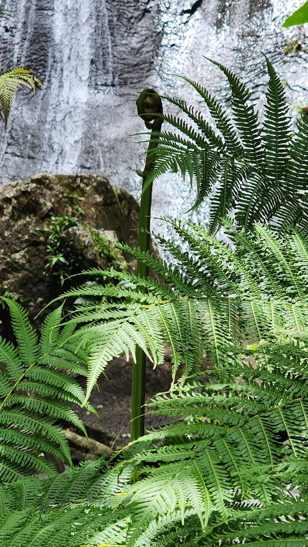 Cascada La Coca 3