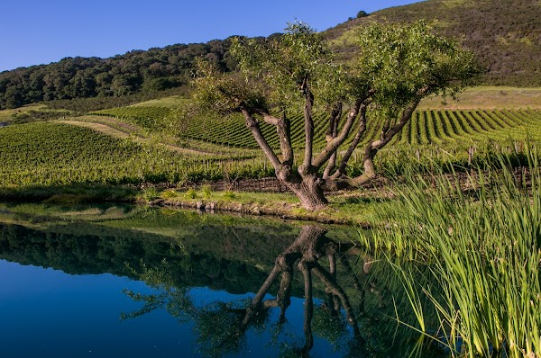Schug Winery