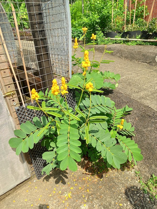 Edible Garden City