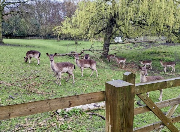Golders Hill Park 3
