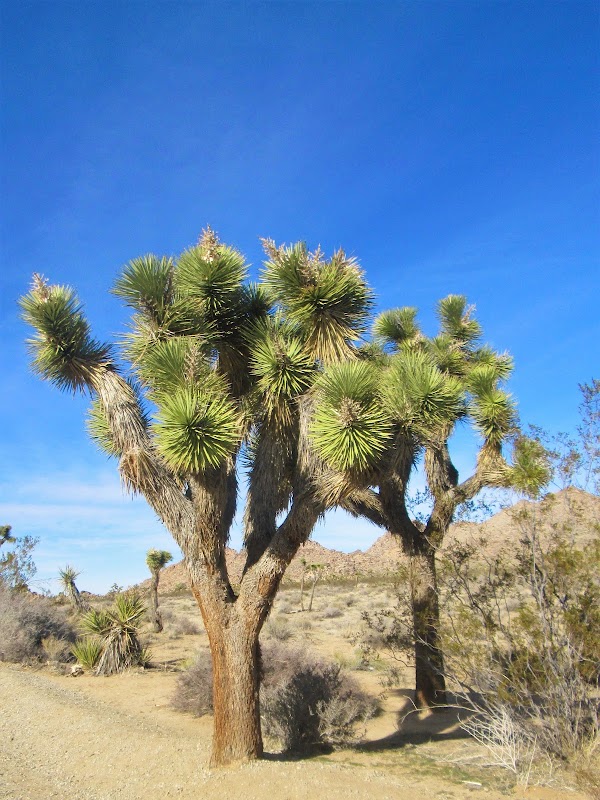Joshua Tree