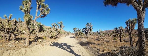Joshua Tree 5
