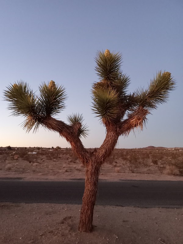 Joshua Tree 4