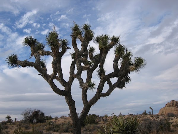 Joshua Tree 3