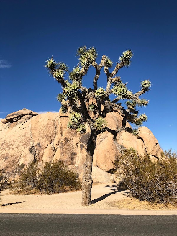 Joshua Tree 2