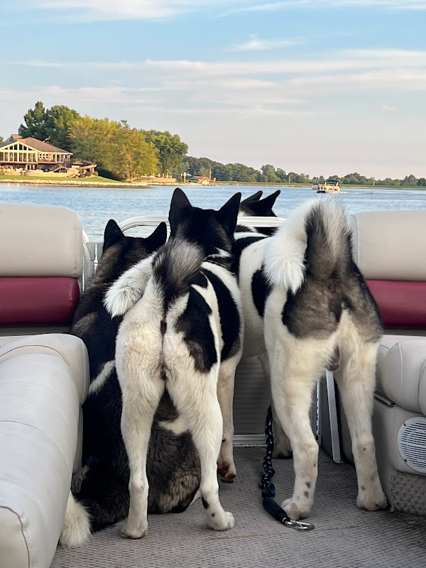 Big E's American Akitas