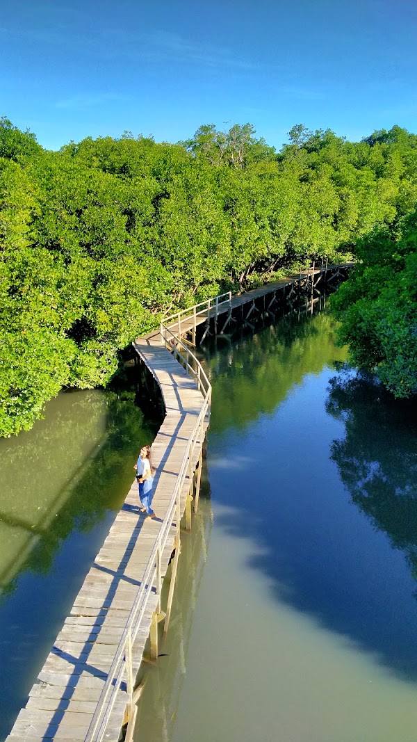 Mangrove Forest Management Center Region I 1