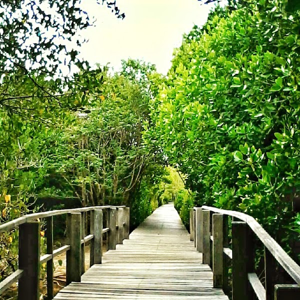 Mangrove Forest Management Center Region I 5