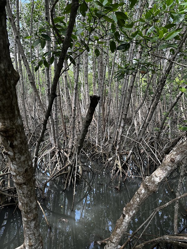 Mangrove Forest Management Center Region I 4