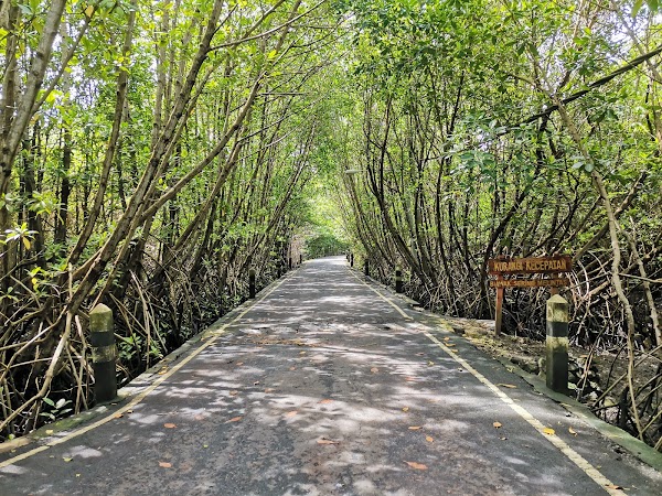 Mangrove Forest Management Center Region I 2