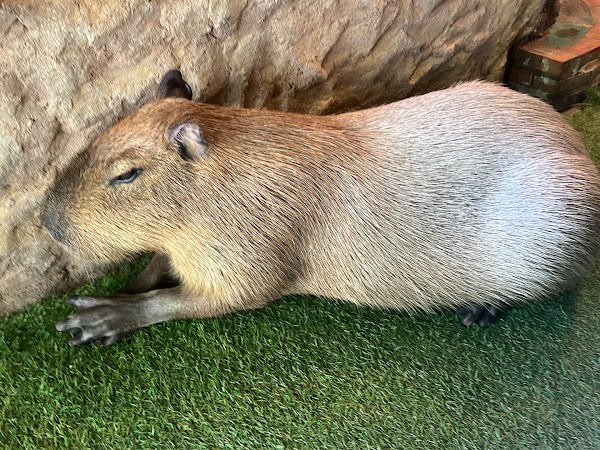 Capybara Coffee Samui 3