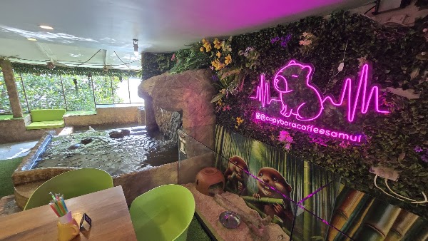 Capybara Coffee Samui 2