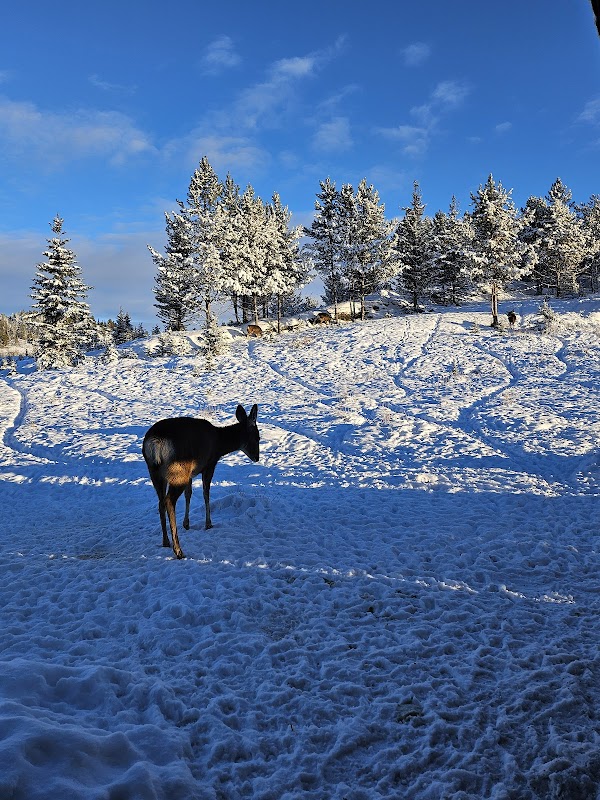 Yukon Wildlife Preserve 2