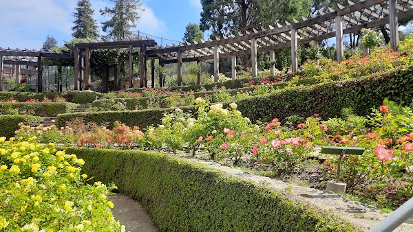Berkeley Rose Garden 1