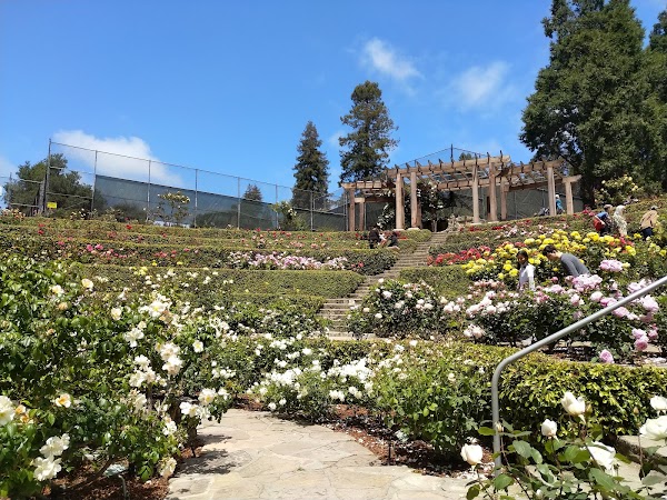 Berkeley Rose Garden 5