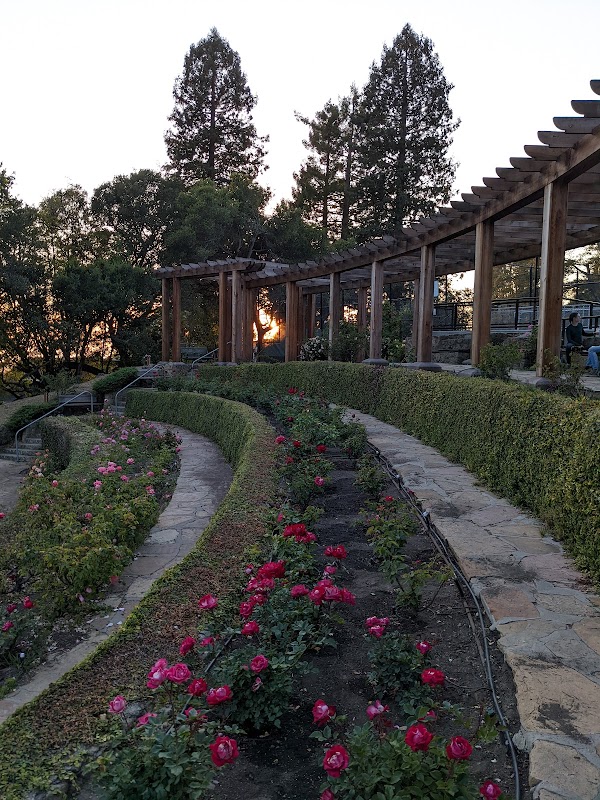 Berkeley Rose Garden 4