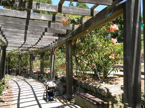 Berkeley Rose Garden 3