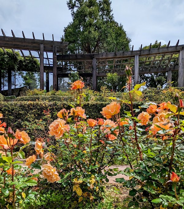 Berkeley Rose Garden 2