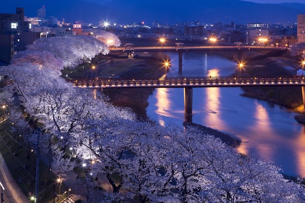 Asuwa River Cherry Blossom Row 1