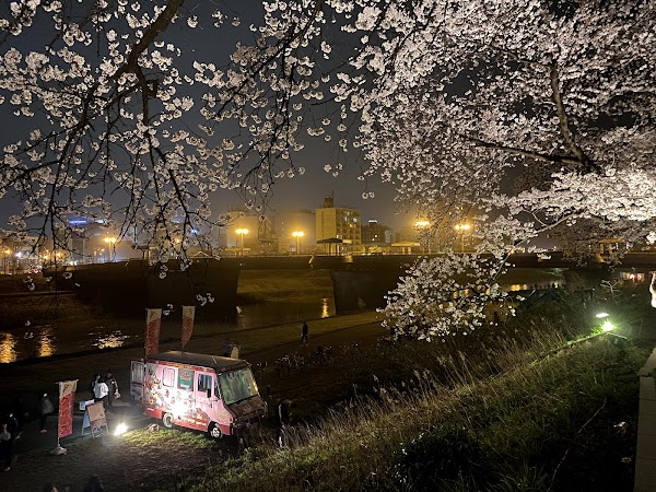 Asuwa River Cherry Blossom Row 4