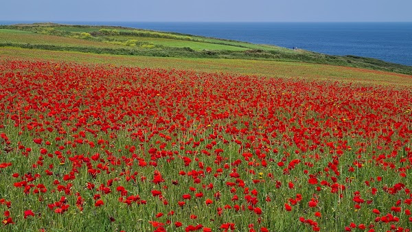 Field of Poppies