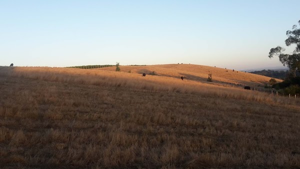 Tibooburra Vineyard (Solitude Estate Wines) 2