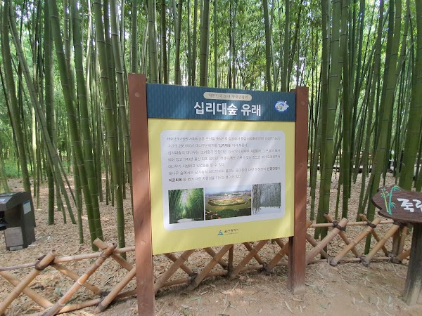 Taehwagang Bamboo Forest 5