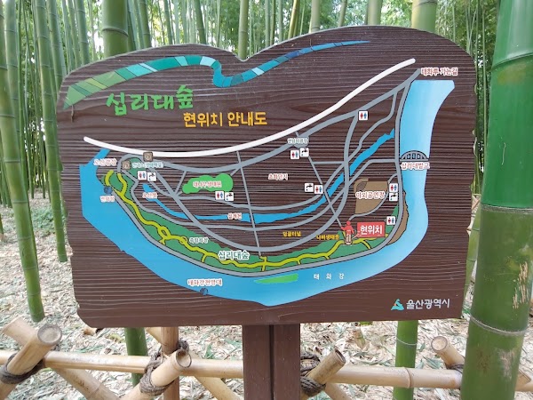 Taehwagang Bamboo Forest 4