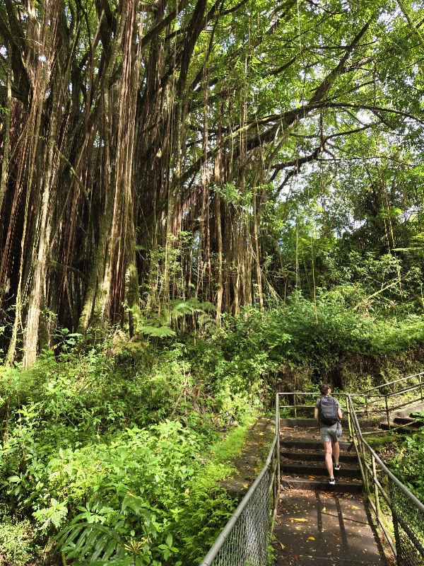 Akaka Falls State Park 5