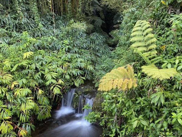 Akaka Falls State Park 4