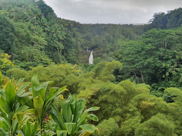 Akaka Falls State Park 3