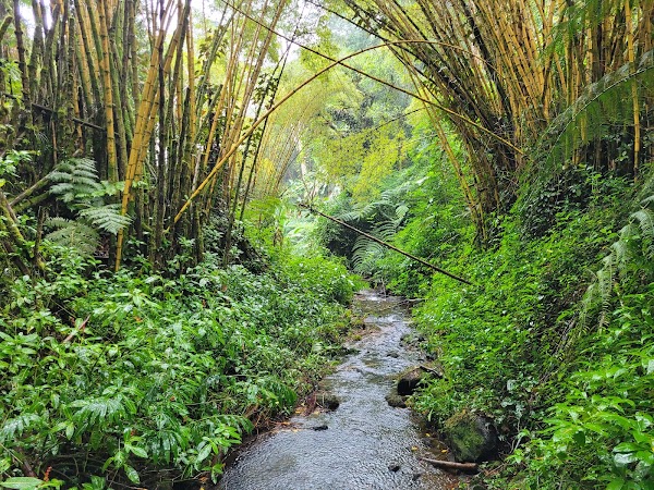 Akaka Falls State Park 2