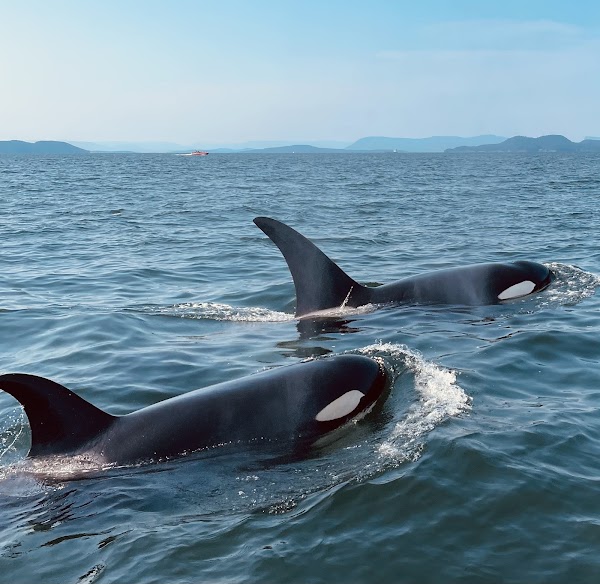 Ocean Ecoventures Whale Watching