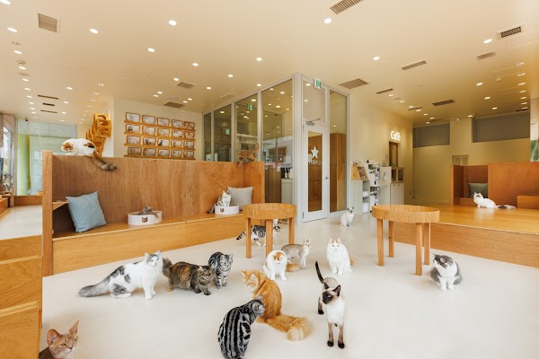 Cat Cafe MOFF CUTE CUBE Harajuku