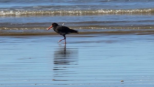 Tokerau Beach 3
