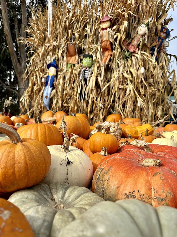 Clancy's Pumpkins & Christmas Trees 1