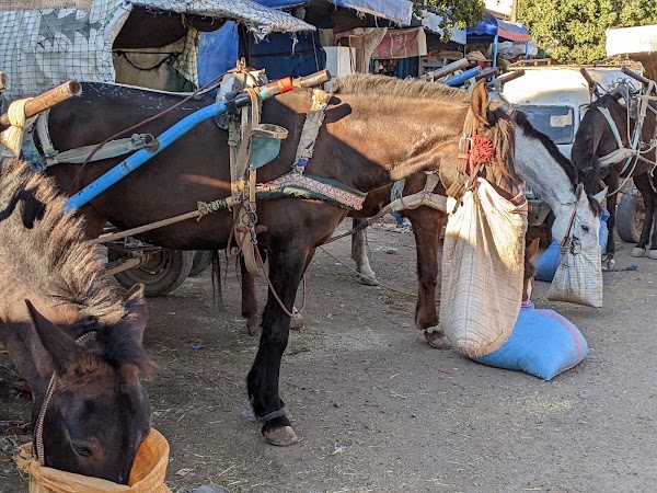Souk el Had du Drâa 1