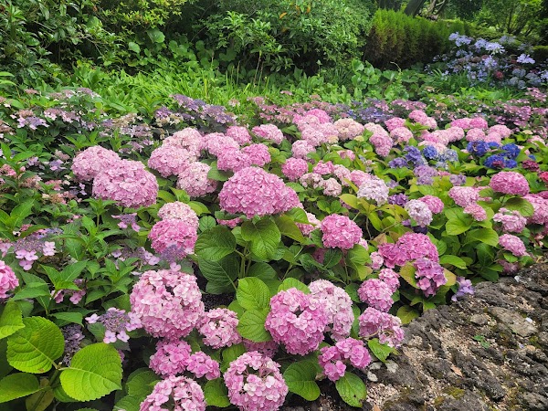 Camellia Hill Botanical Garden 5