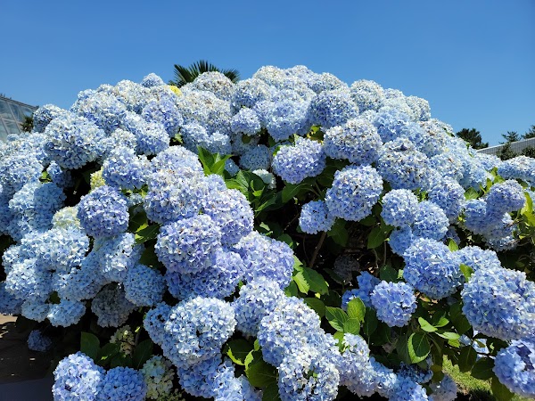 Camellia Hill Botanical Garden 4