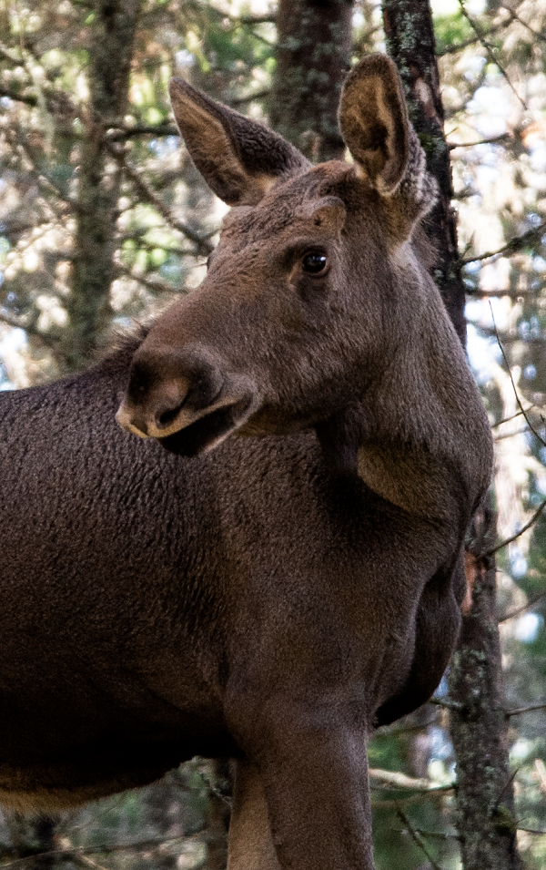 Dalslands Moose Ranch 1