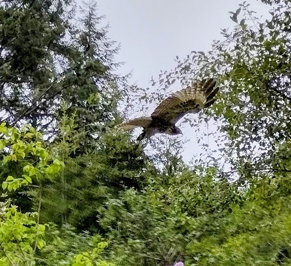 Arcata