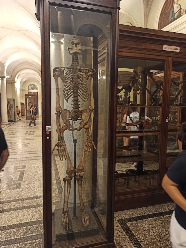 ​Museo di Anatomia Umana Luigi Rolando