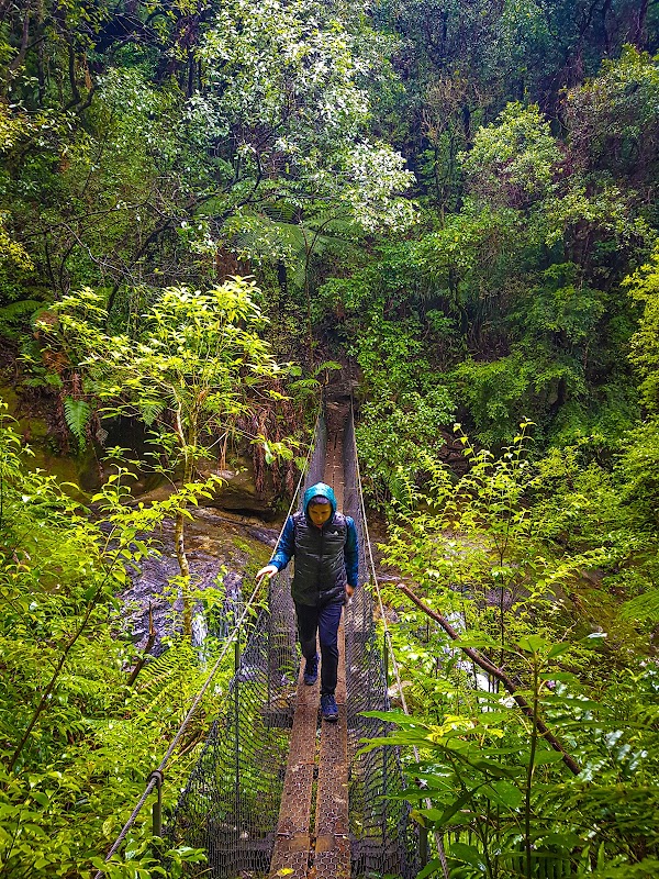 Kauaeranga Kauri Trail (Pinnacles Walk)