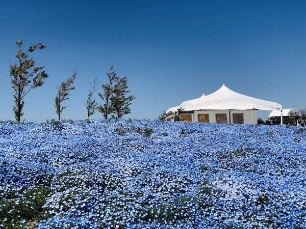 Maishima Ryokuchi Park 1