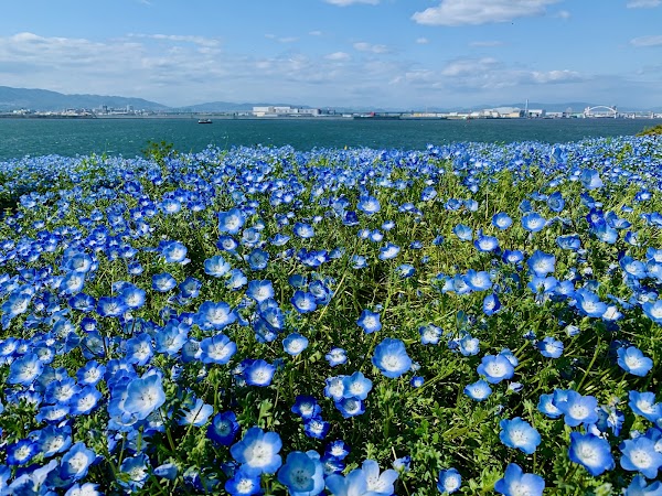 Maishima Ryokuchi Park 5